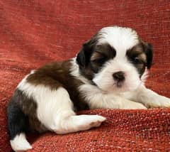 SHIH TZU PUPPIES AVAILABLE