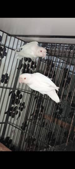 Albino Red-eye