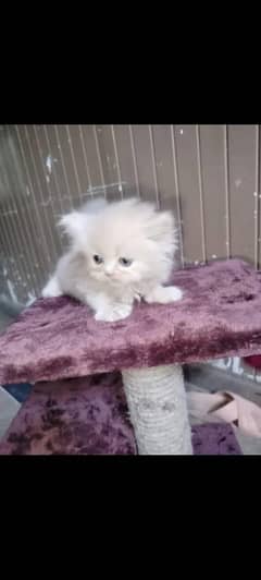 presian kitten available for sale active nd healthy long coat