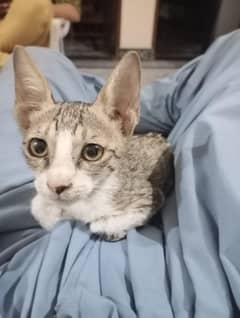 1 month old female kitten  for adoption