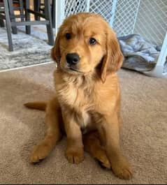 Pedigree Golden Retriever Puppies for Sale - 3 Months Old