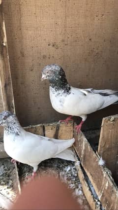 Pegions
