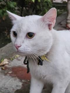 White Russian Cat for Sale , age almost 1.5 year