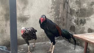 aseel shamo urgent sale