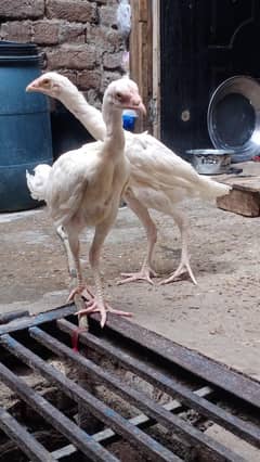 aseel heera white pair 6500 exchang white shamo o30171o4771 cal wts ap