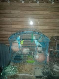 Australian Parrots 3 pair with cage