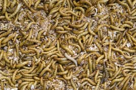 Meal Worm Mealworm Live + Dried Mealworm 700 Kg Available