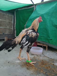 pure aseel chicks and aseel jawa for sale
