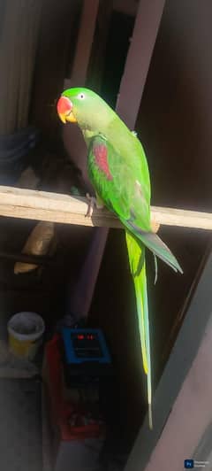 Kashmiri jambo  size raw parrot