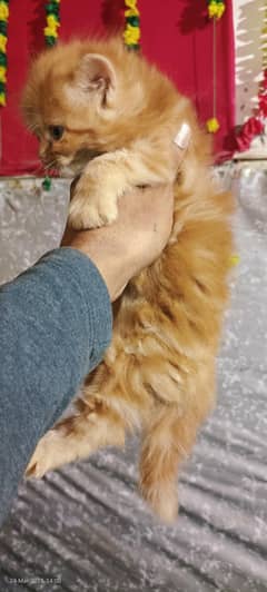 pure Persian kittens triple coated for sale