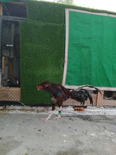 urgenr sale aseel murga/Rooster and  aseel chicks