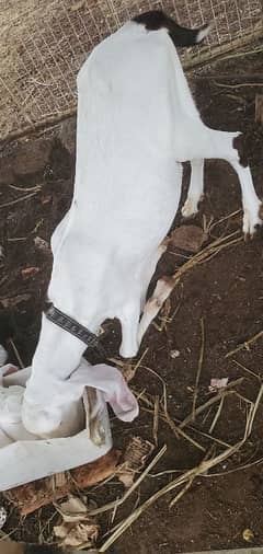Rajan Poori Male Bakra