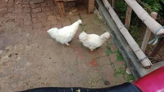 silky hen pair available 03211404155
