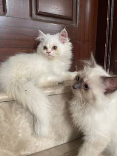 white female, skin black male available