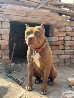 Pitbull