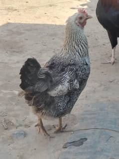 1 Rooster and 2 hens