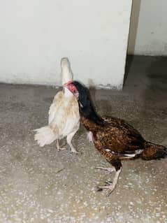 Aseel and desi pair