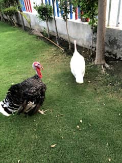 turkey 