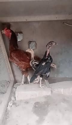 aseel chicks / aseel / chicks / lasani chicks / lasani / lakha chicks