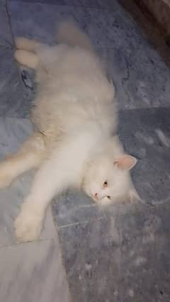 pair of 2 Persian cats white and black beauties
