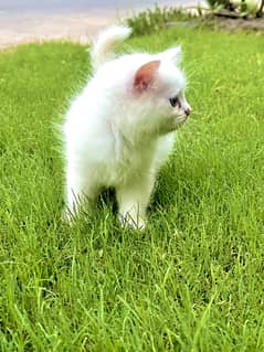 Persian