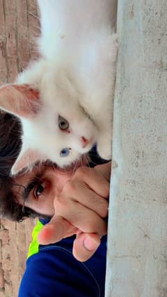 Odd eyes