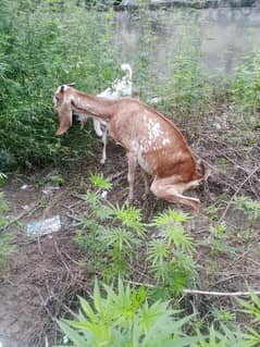 Bakra for sale