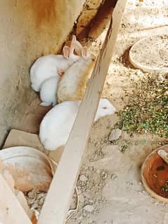 Rabbit Pair for sale