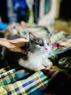 Beautiful Persian Cat and Kittens