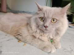 Persian Male Light Brown and Grey Female Cat, 0312-6878904