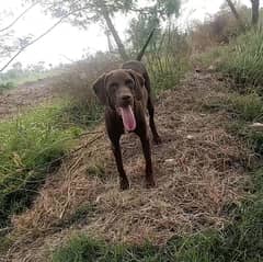 Pointer