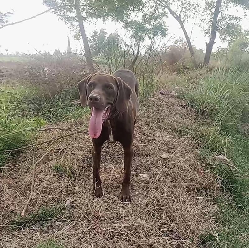 Pointer 1