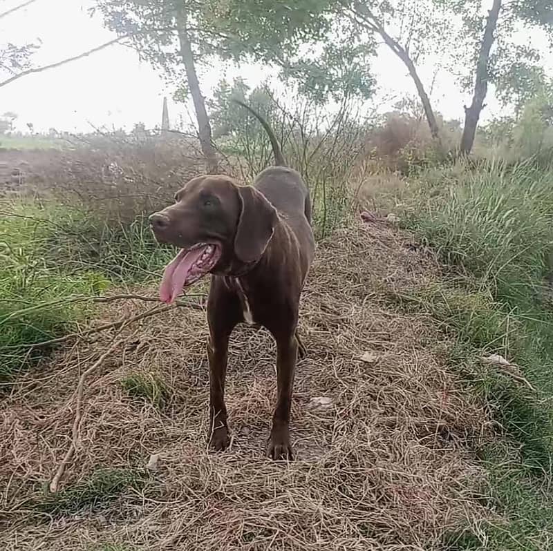 Pointer 2
