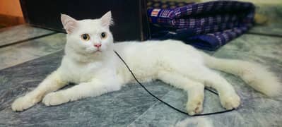Beautifull male cat for sale