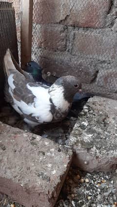 pair