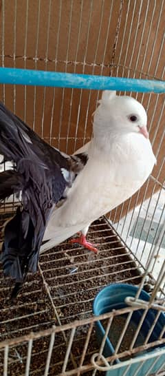 laka pigeon