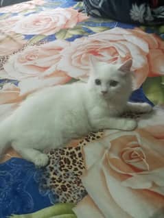 white Persian cat for sell