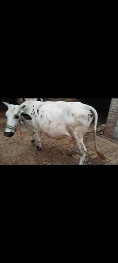 cow