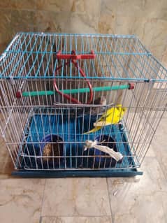 1 pair of Australian parrot with gage