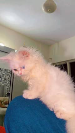 persion kitten for sale