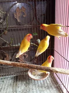 Deals love birds and cages