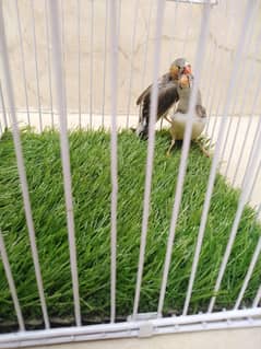 finch