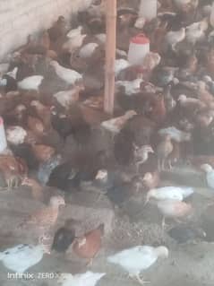 golden misri 40 days old 300rupy per pice