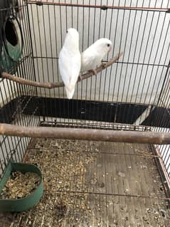 Albino