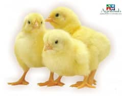 Broiler Chicks 1 day old