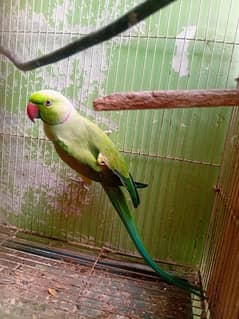 Ringneck male