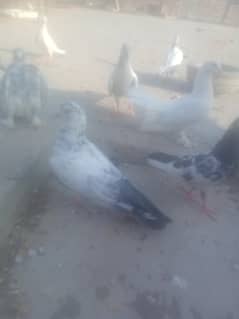 pigeons