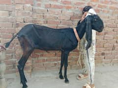 amrtsri betal bakri fresh 8 dant with nagri dabi path