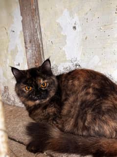 Tortie Cat fully tamed and trained for sell