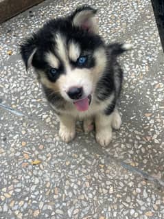 Siberian